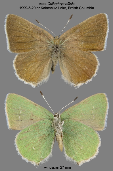 Photo of Callophrys affinis by Norbert Kondla
